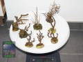 Mixed-gorgonians-M-DSC09619