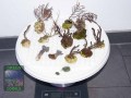 Mixed-softcoral-gorgonians-S-M-DSC01283
