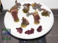 Mixed-softcoral-gorgonians-S-M-DSC09603