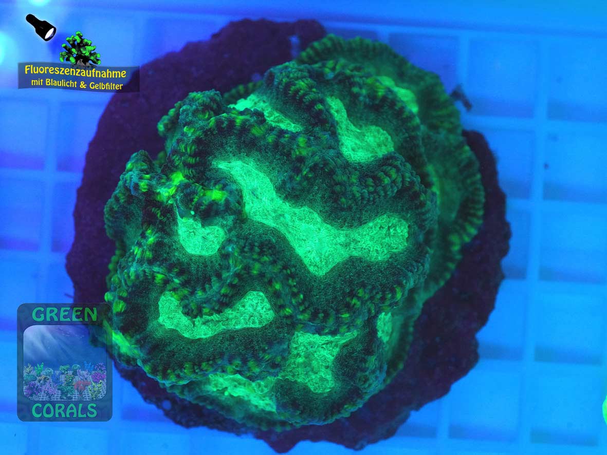 Oulophyllia crispa, Fluoreszenzaufnahme Oulophyllia crispa, Fluoreszenzaufnahme