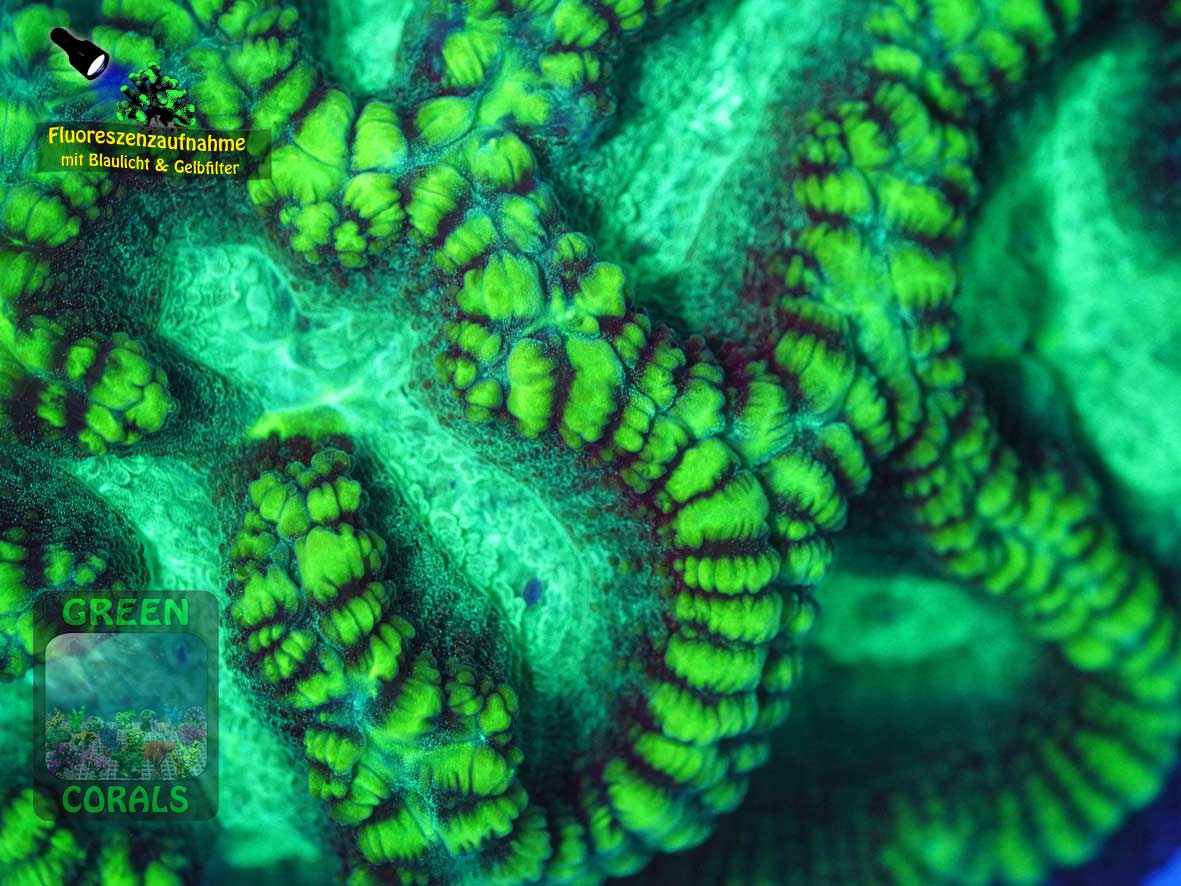 Oulophyllia crispa, Fluoreszenzaufnahme Oulophyllia crispa, Fluoreszenzaufnahme