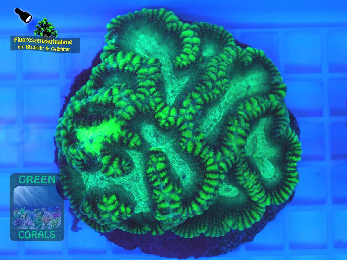 Oulophyllia crispa, Fluoreszenzaufnahme Oulophyllia crispa, Fluoreszenzaufnahme