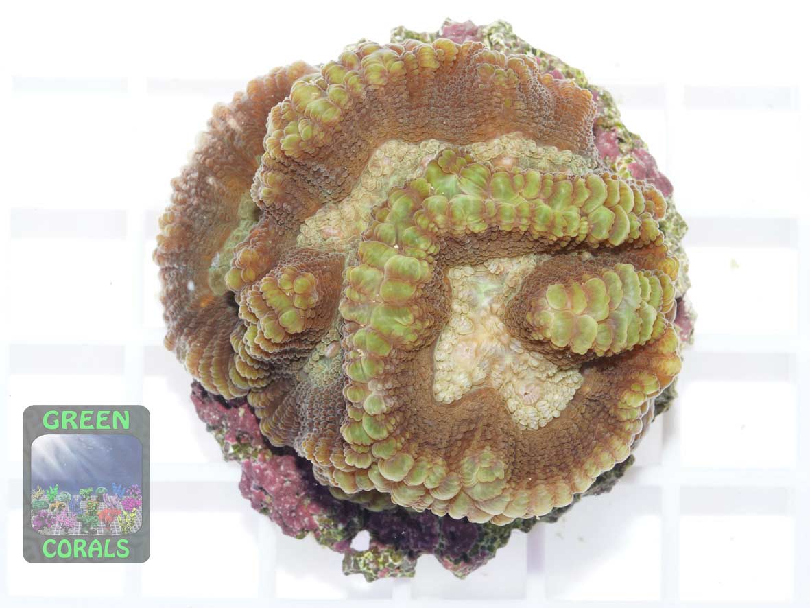 Oulophyllia crispa, Größe M Oulophyllia crispa, Größe M