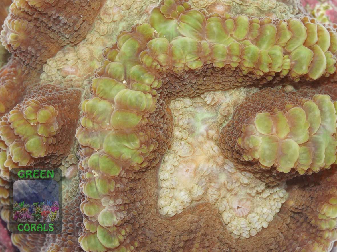 Oulophyllia crispa, Makroaufnahme Oulophyllia crispa, Makroaufnahme