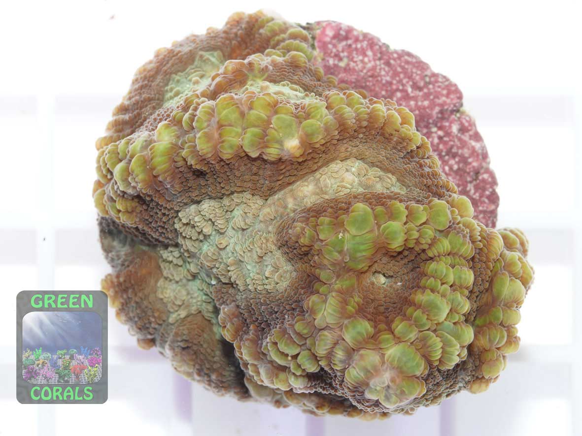 Oulophyllia crispa, Größe S Oulophyllia crispa, Größe S