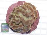 Oulophyllia crispa, Größe L