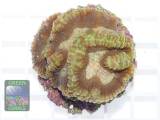 Oulophyllia crispa, Größe M