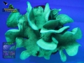 Pavona-cactus-`beige´_fluorescence yellowfilter