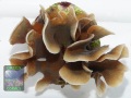 Pavona-cactus-`beige´