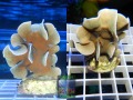 Pavona-cactus-beige´