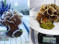 Pavona-cactus-`beige´_L