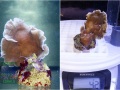 Pavona-cactus-`beige´_S