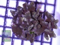 Pavona-decussata-braun´-DSC04434-b-k-WZ