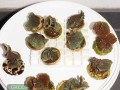 P.-decussata-gruen´-S-M-DSC03198