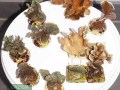 Pavona-cactus-beige´-P.-decussata-gruen´-M-DSC03255