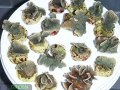 Pavona-cactus-beige´-P.-decussata-gruen´-S-M-DSC03091