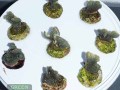 Pavona-decussata-gruen´-S-DSC03044