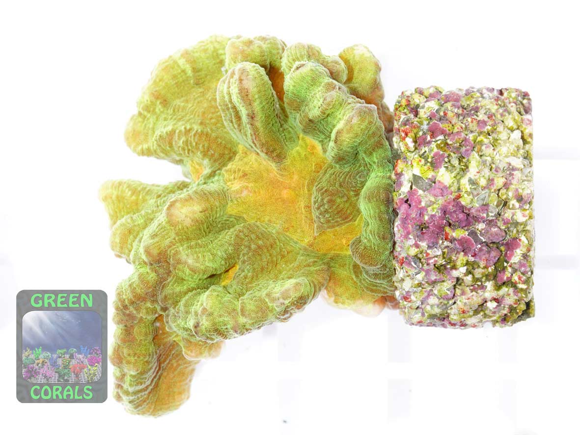 Pectinia alcicornis gruen, Größe S Pectinia alcicornis gruen, Größe S