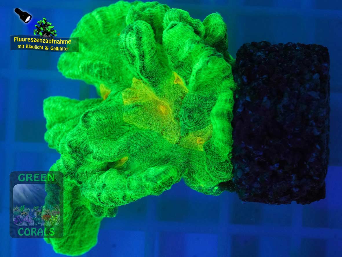 , Fluoreszenzaufnahme , Fluoreszenzaufnahme