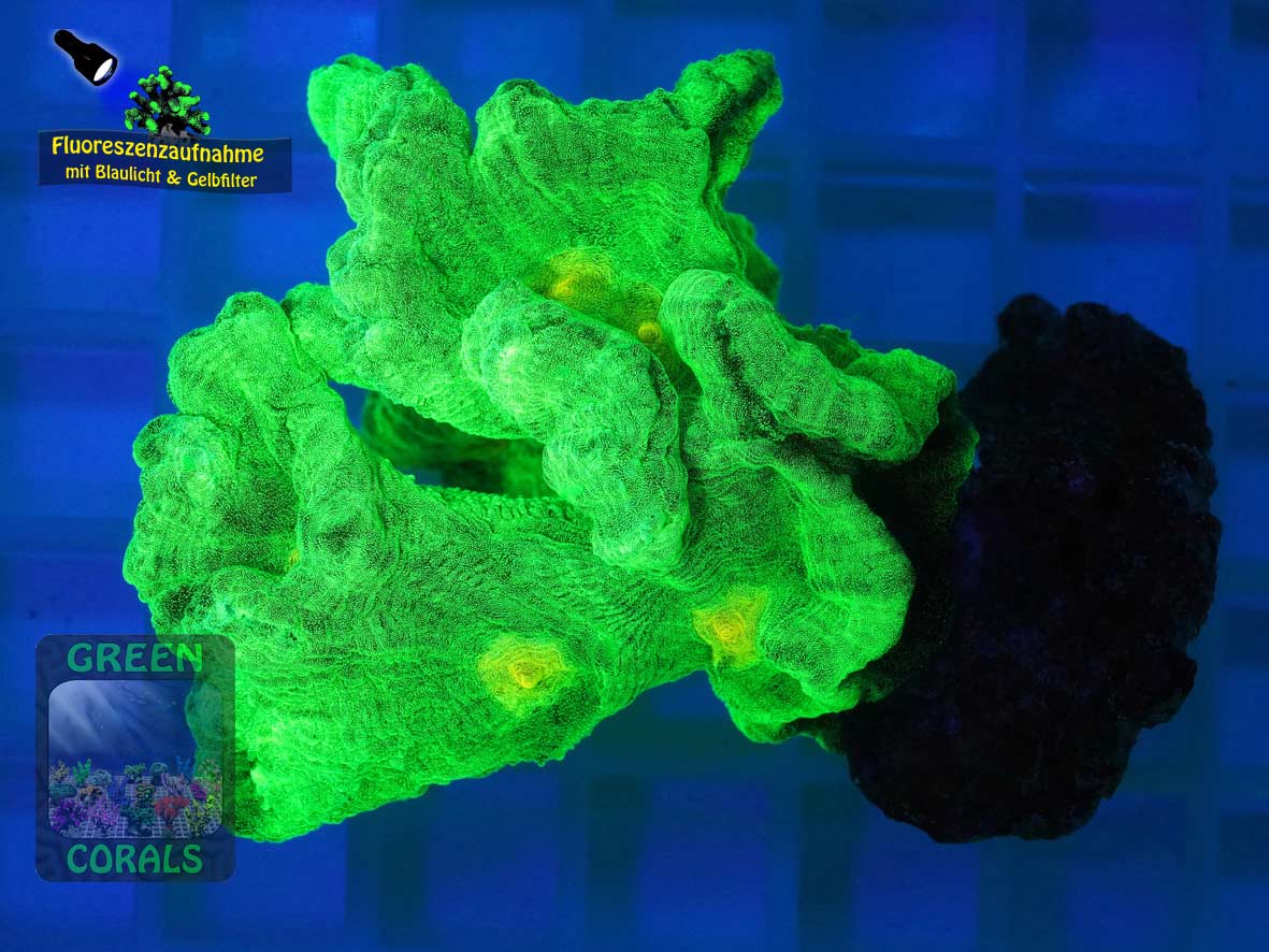 Pectinia alcicornis gruen, Fluoreszenzaufnahme Pectinia alcicornis gruen, Fluoreszenzaufnahme
