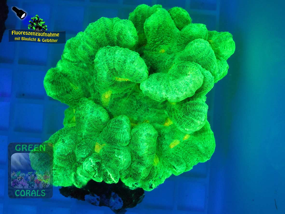 Pectinia alcicornis gruen, Fluoreszenzaufnahme Pectinia alcicornis gruen, Fluoreszenzaufnahme
