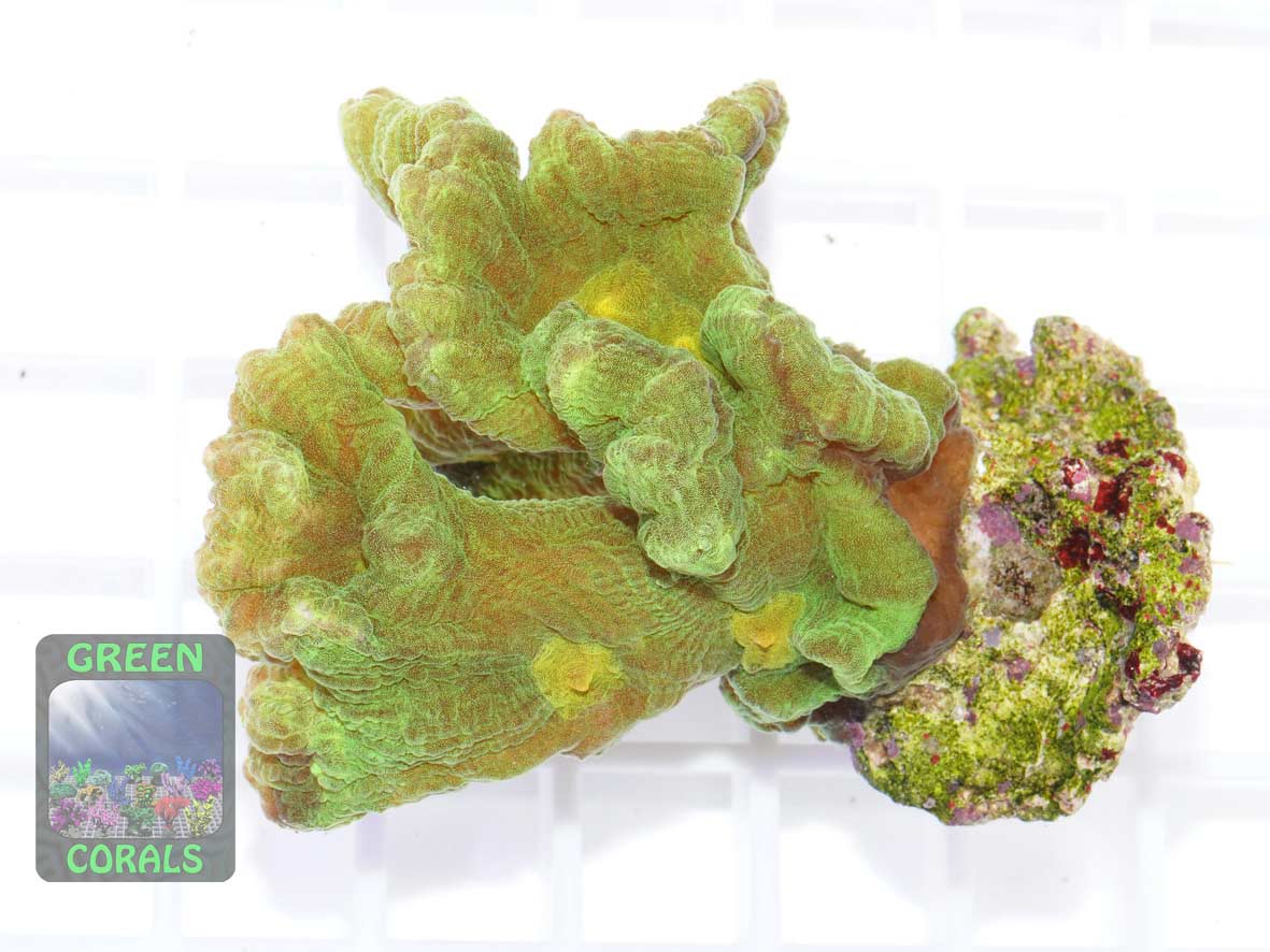 Pectinia alcicornis gruen, Größe M Pectinia alcicornis gruen, Größe M