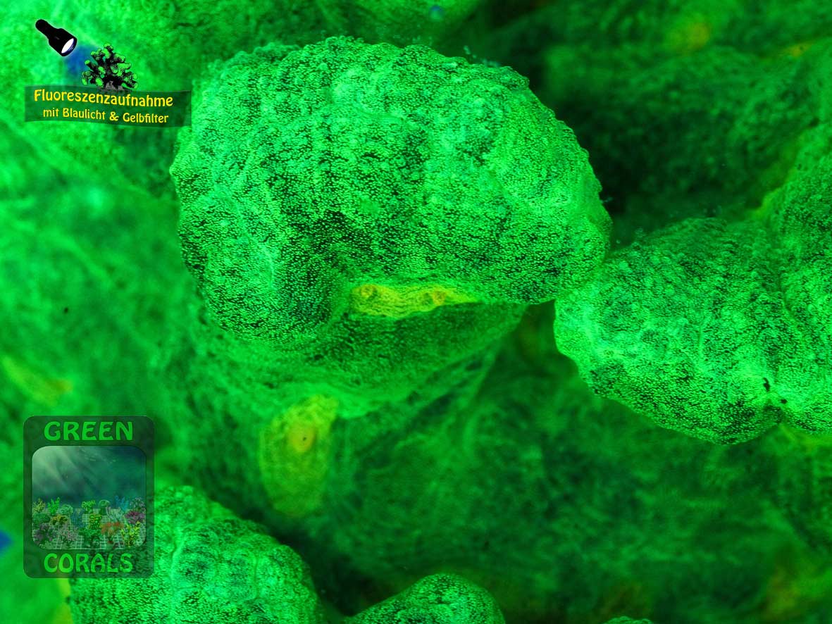 Pectinia alcicornis gruen, Fluoreszenzaufnahme Pectinia alcicornis gruen, Fluoreszenzaufnahme