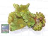 Pectinia alcicornis gruen, Größe M
