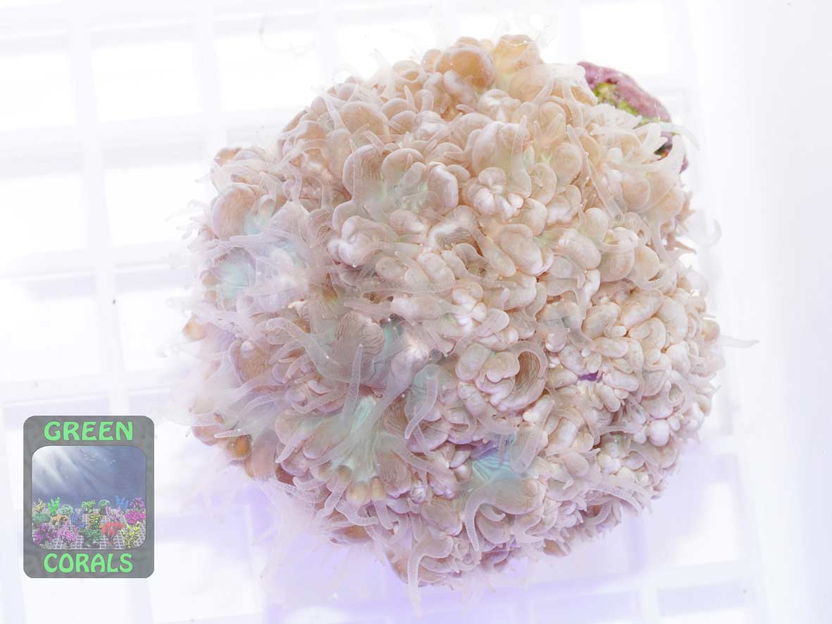 Physogyra lichtensteinii, Größe L Physogyra lichtensteinii, Größe L