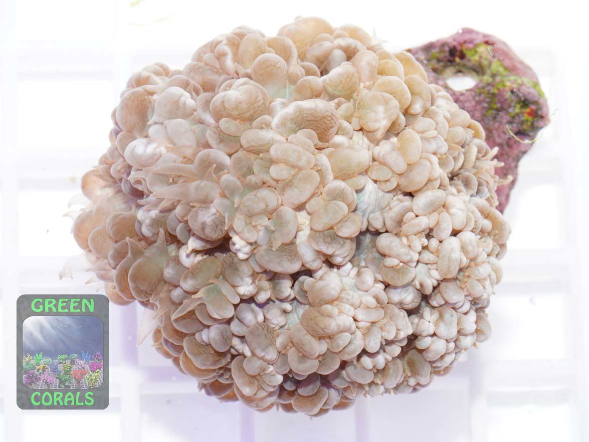 Physogyra lichtensteini, Größe M Physogyra lichtensteini, Größe M