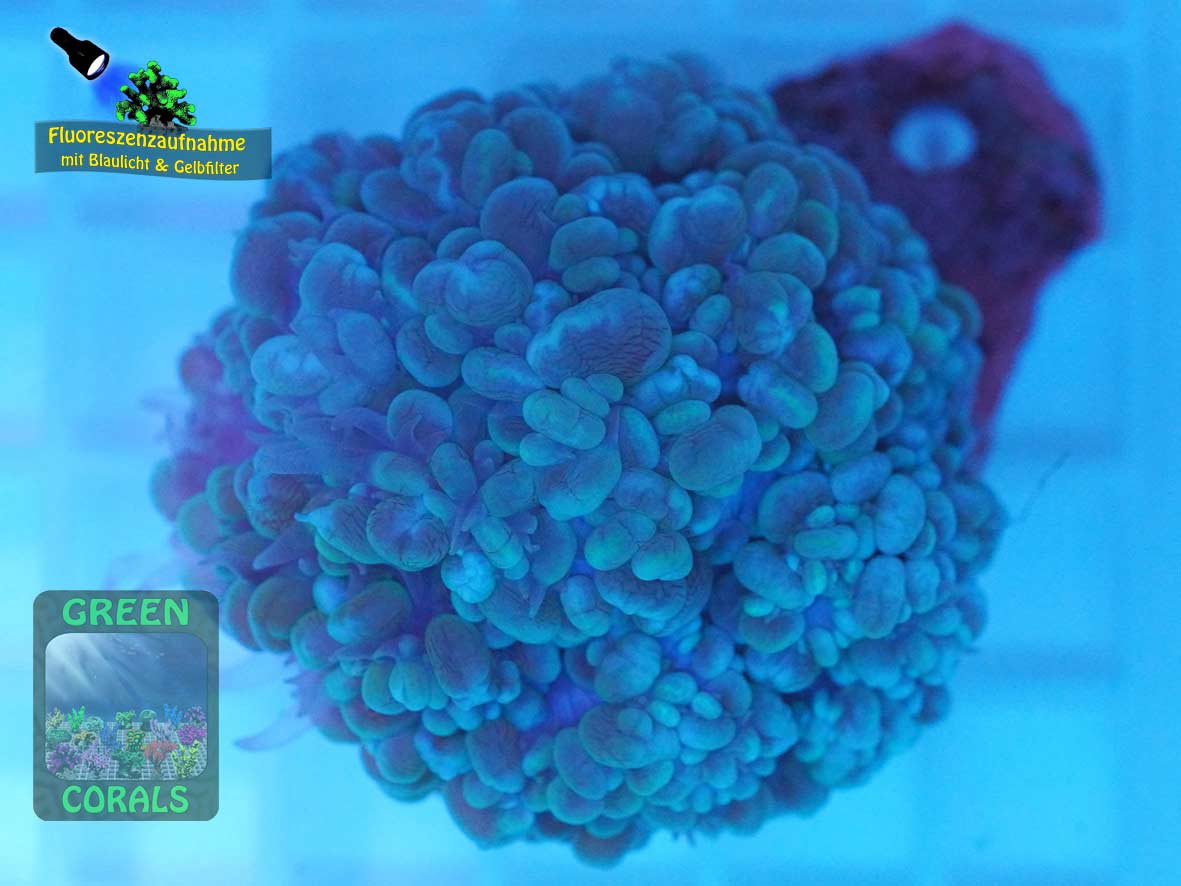 Physogyra lichtensteini, Fluoreszenzaufnahme Physogyra lichtensteini, Fluoreszenzaufnahme