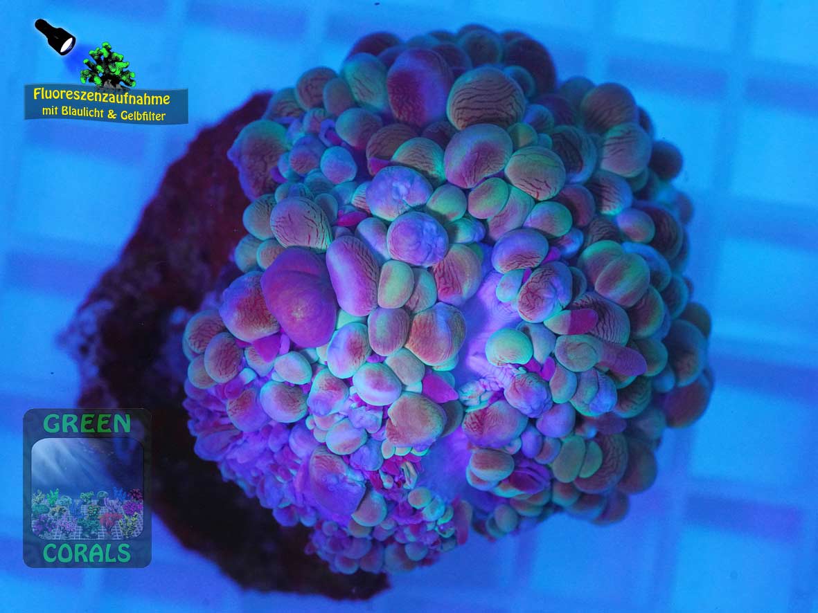 Physogyra lichtensteini, Fluoreszenzaufnahme Physogyra lichtensteini, Fluoreszenzaufnahme