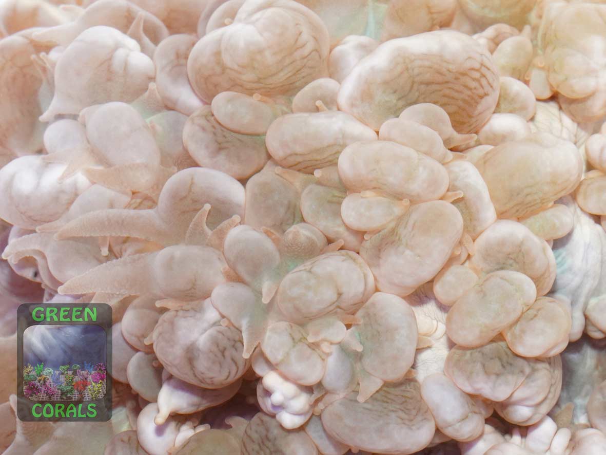 Physogyra lichtensteini, Makroaufnahme Physogyra lichtensteini, Makroaufnahme