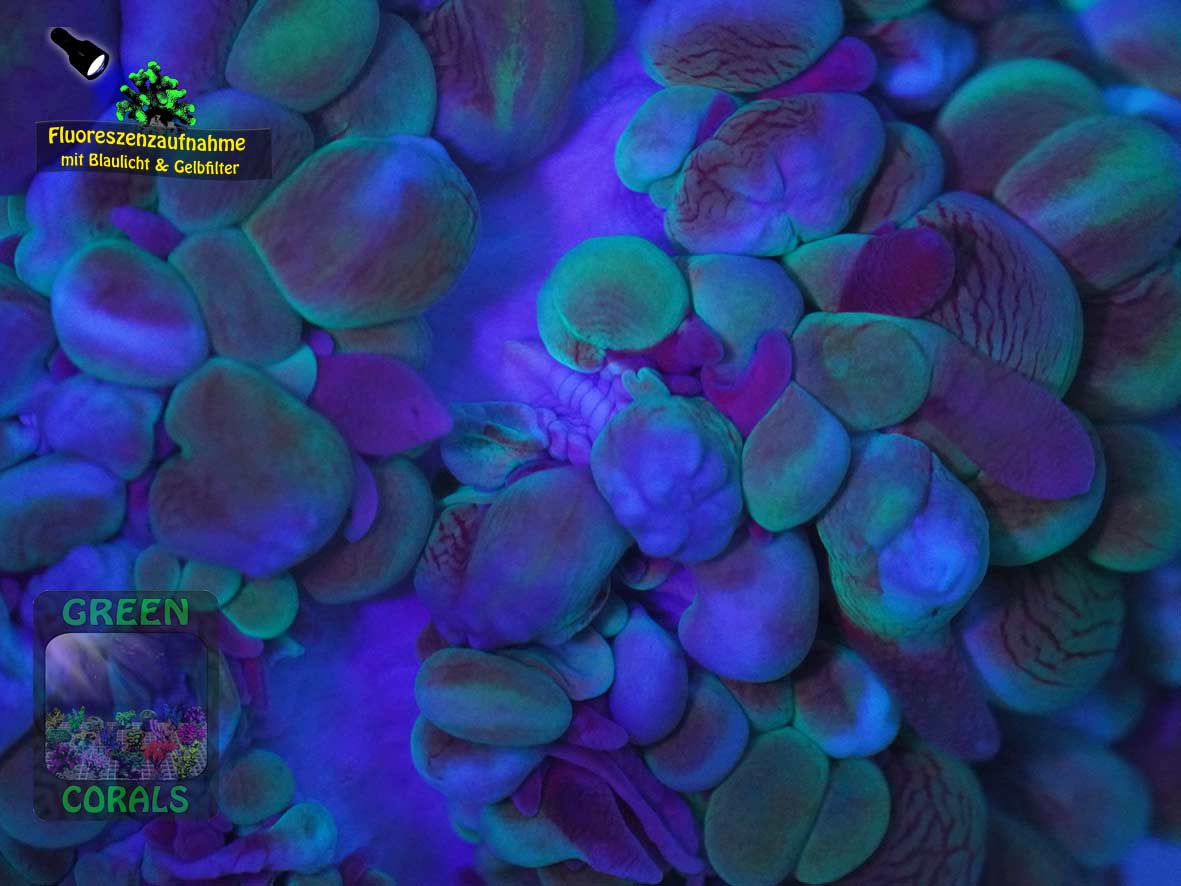 Physogyra lichtensteini, Fluoreszenzaufnahme Physogyra lichtensteini, Fluoreszenzaufnahme