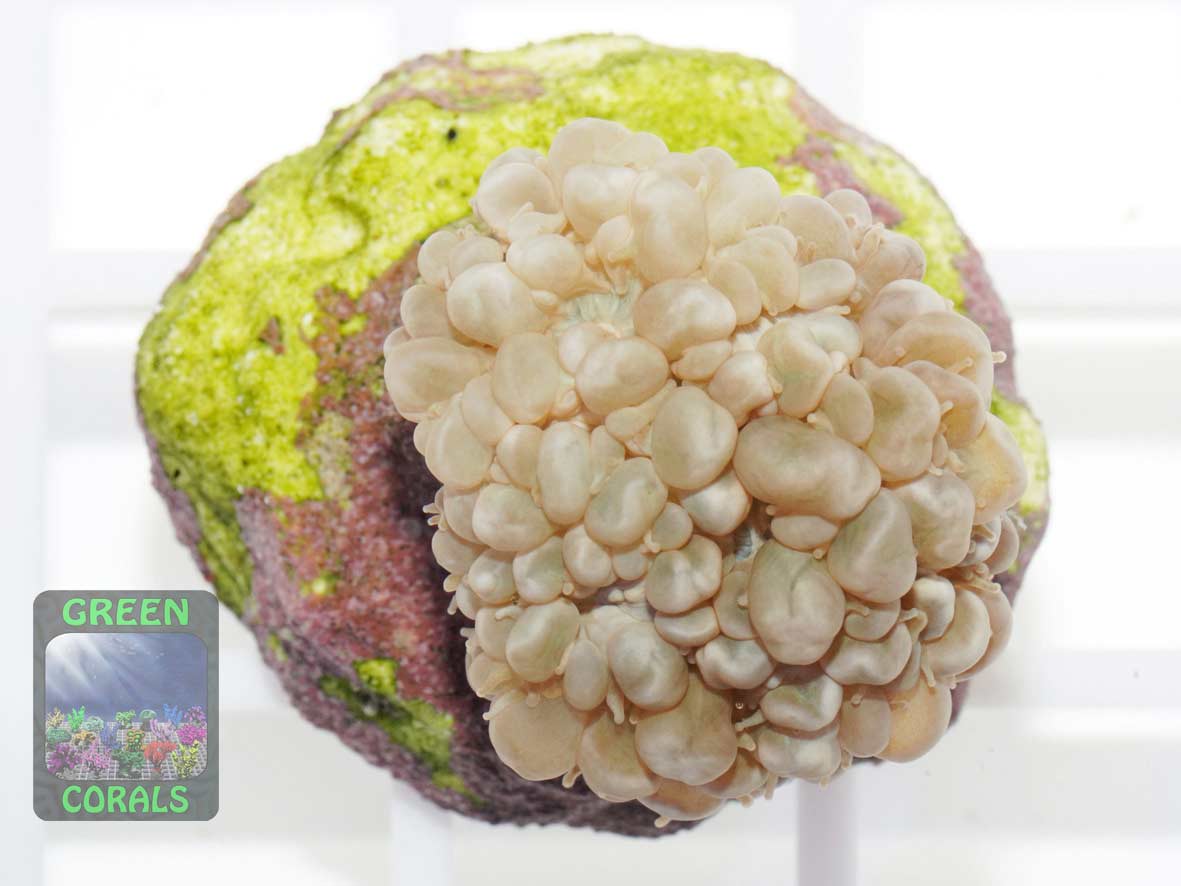 Physogyra lichtensteini, Größe S Physogyra lichtensteini, Größe S