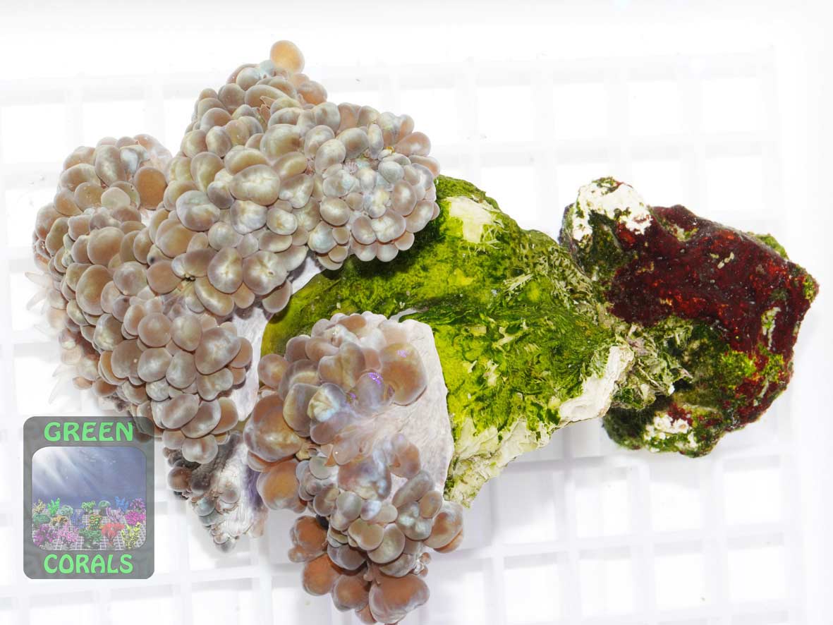 Physogyra lichtensteini, Größe XL Physogyra lichtensteini, Größe XL