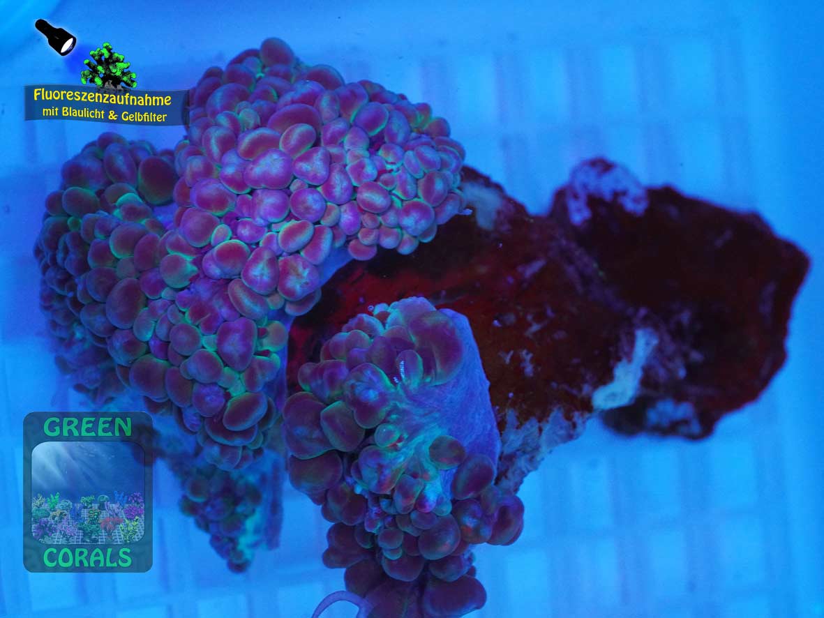 Physogyra lichtensteini, Fluoreszenzaufnahme Physogyra lichtensteini, Fluoreszenzaufnahme