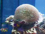 Platygyra sp. GREEN CORALS
