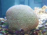 Platygyra sp. GREEN CORALS