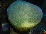 Platygyra sp. GREEN CORALS