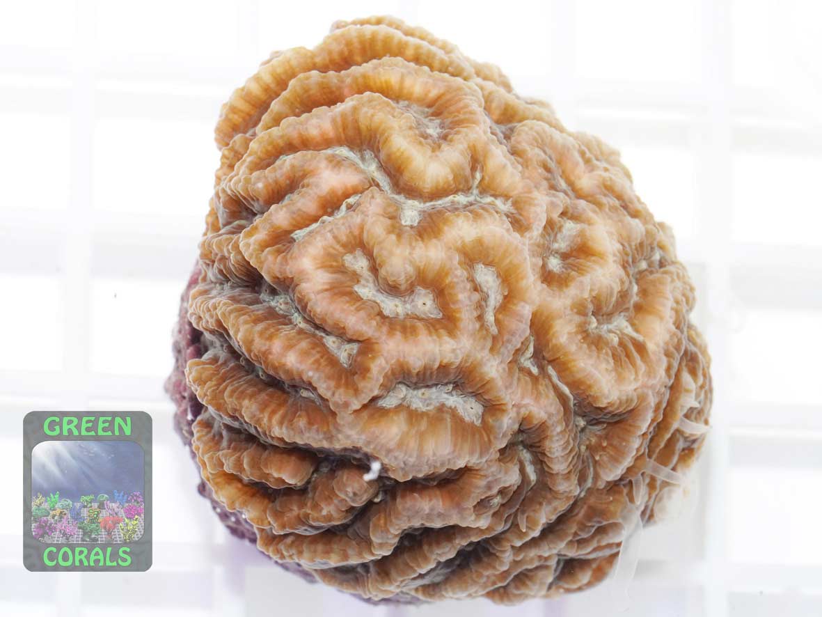 Platygyra sp., Größe M Platygyra sp., Größe M