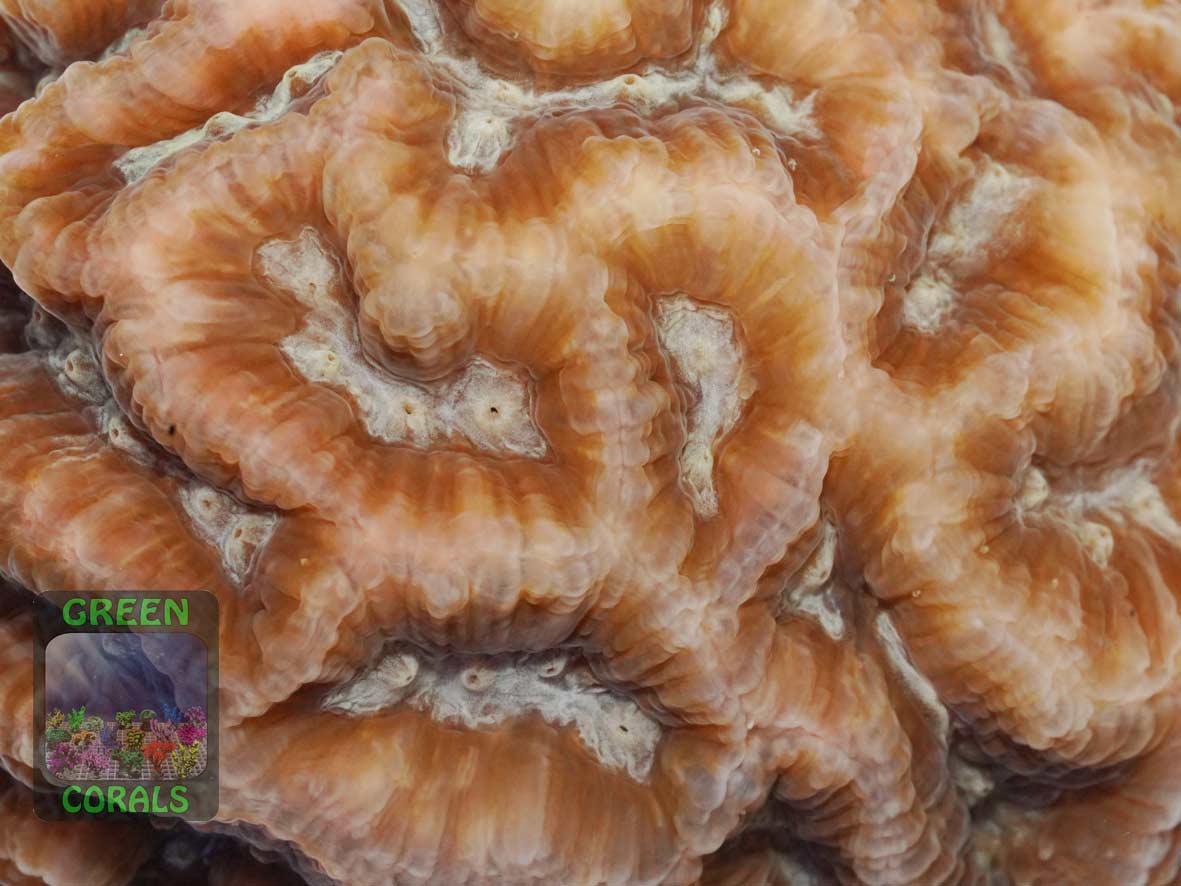 Platygyra sp., Makroaufnahme Platygyra sp., Makroaufnahme