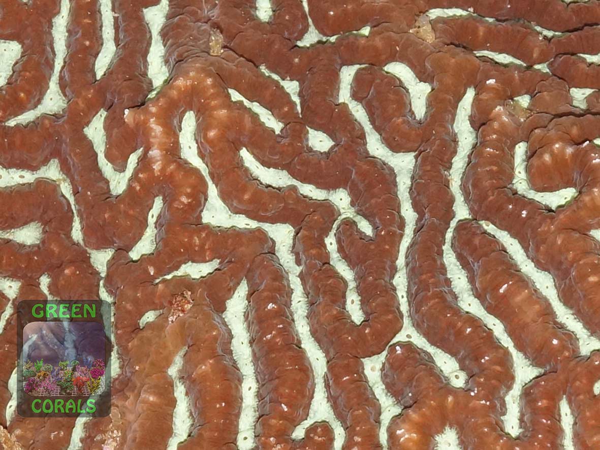 Platygyra sp. Platygyra sp.