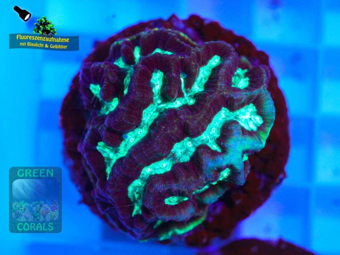 Platygyra sp. Platygyra sp.