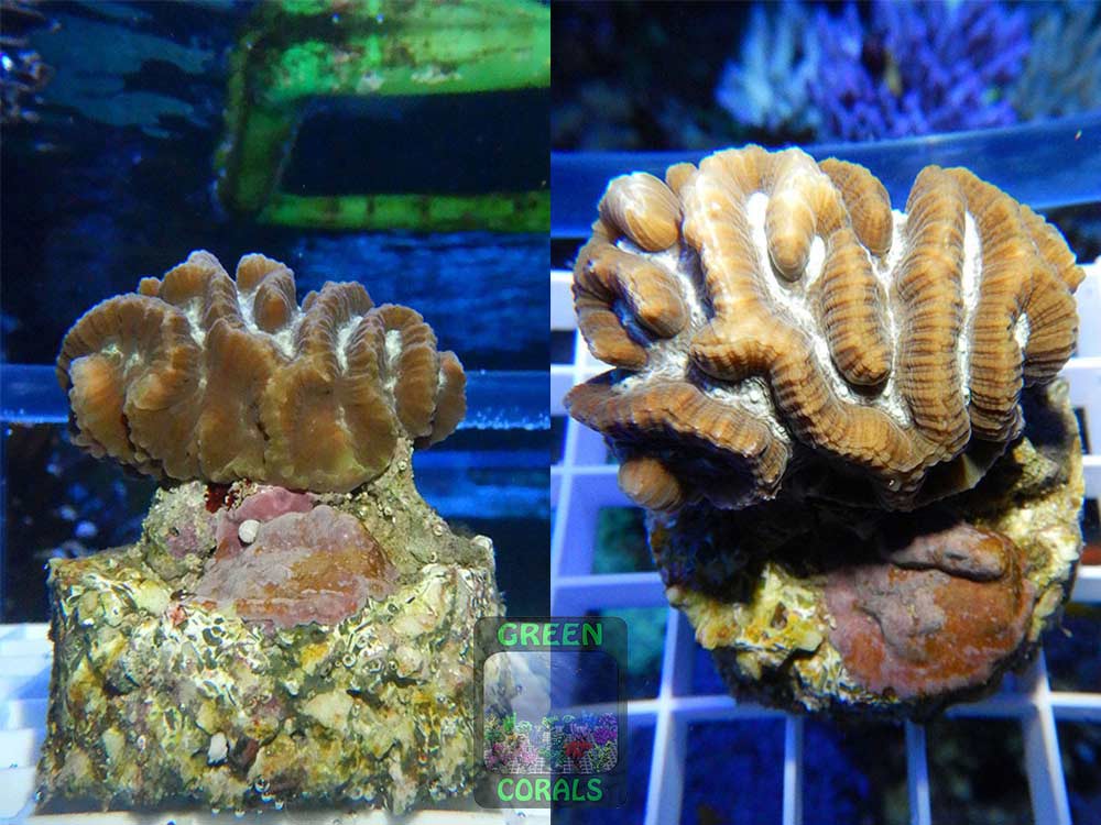 Platygyra sp. Platygyra sp.