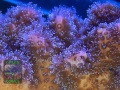 3_Pocillopora-sp.1-damicornis-pink´-DSCN7861