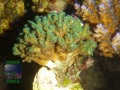 2_Pocillopora-sp.-gruen´-P1160405