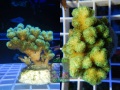 Pocillopora-sp.2-gruen´-_2er
