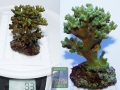m1_Pocillopora-sp.-gruen´_-DSC02728