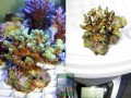 m2_Pocillopora-damicornis-‚gruen‘-DSC06957